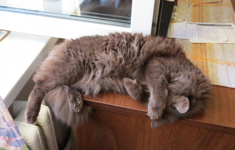 Поговорим о кошках40