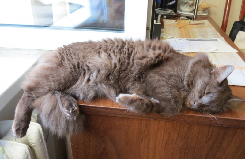 Поговорим о кошках40