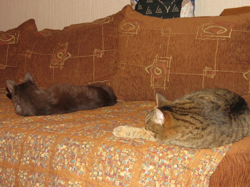 Поговорим о кошках40