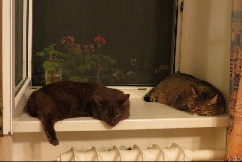 Поговорим о кошках40