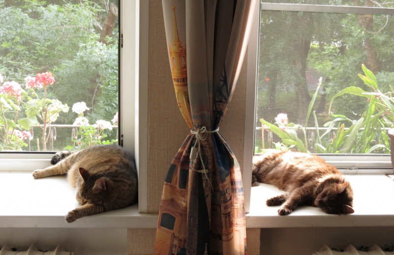 Поговорим о кошках40