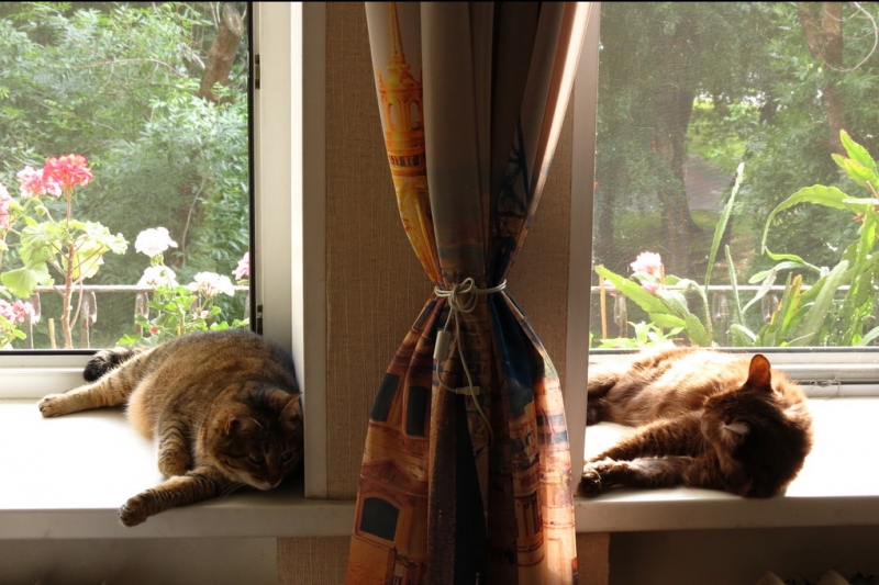 Поговорим о кошках40