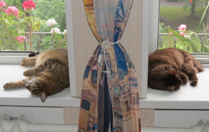 Поговорим о кошках40