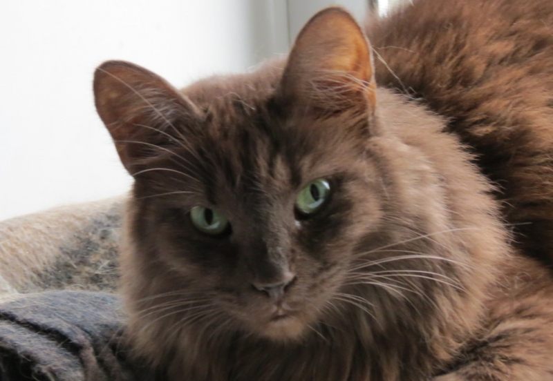 Поговорим о кошках40