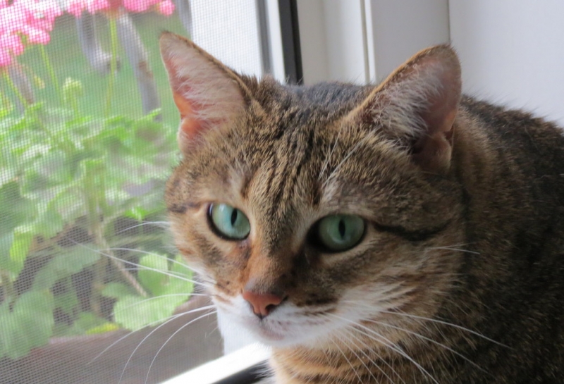 Поговорим о кошках40