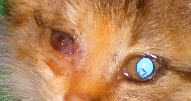 Поговорим о кошках40