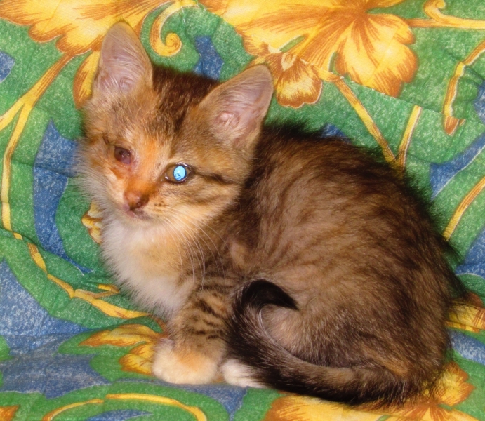 Поговорим о кошках40