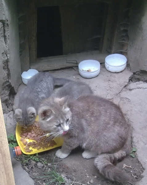 Поговорим о кошках40