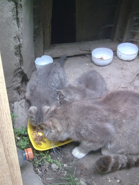 Поговорим о кошках40