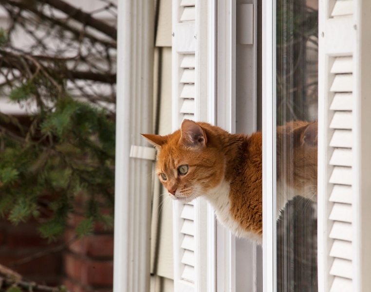 Поговорим о кошках40