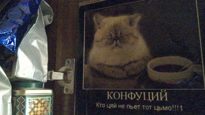 Поговорим о кошках40