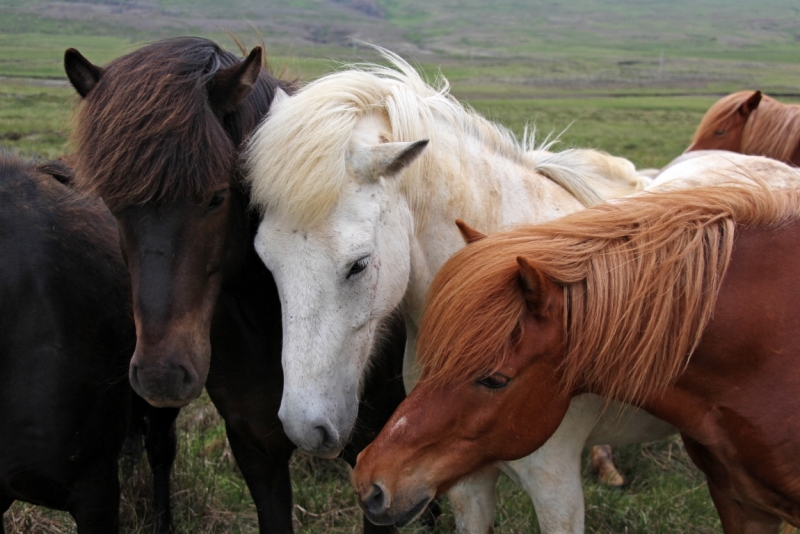 Восемь-десять дней вокруг света