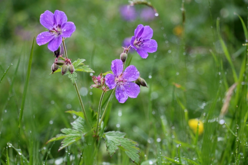 Восемь-десять дней вокруг света