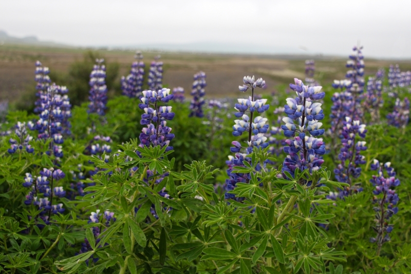 Восемь-десять дней вокруг света