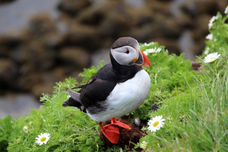 Восемь-десять дней вокруг света