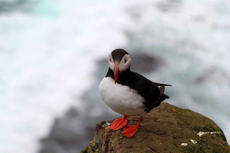 Восемь-десять дней вокруг света