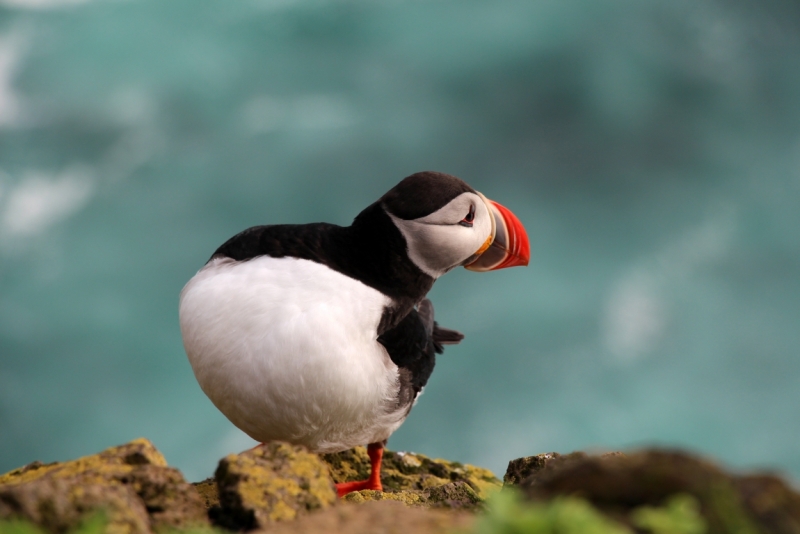 Восемь-десять дней вокруг света