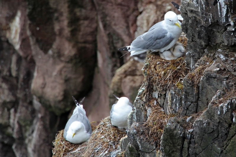 Восемь-десять дней вокруг света