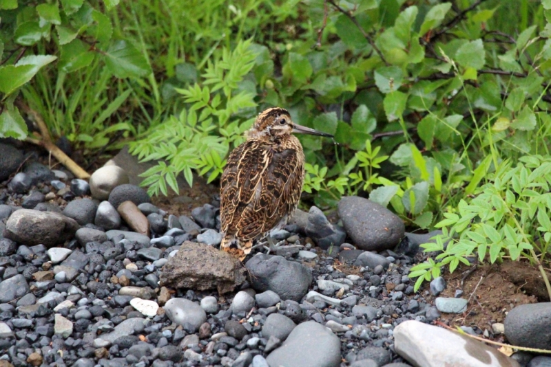 Восемь-десять дней вокруг света