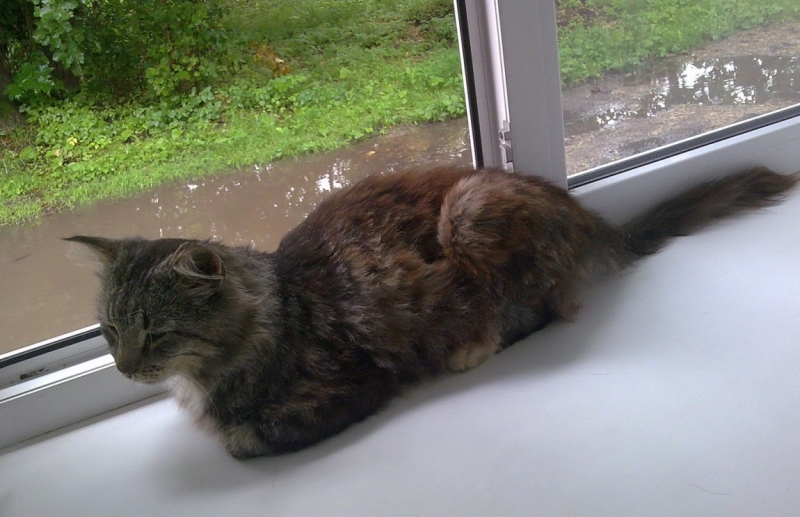 Поговорим о кошках40