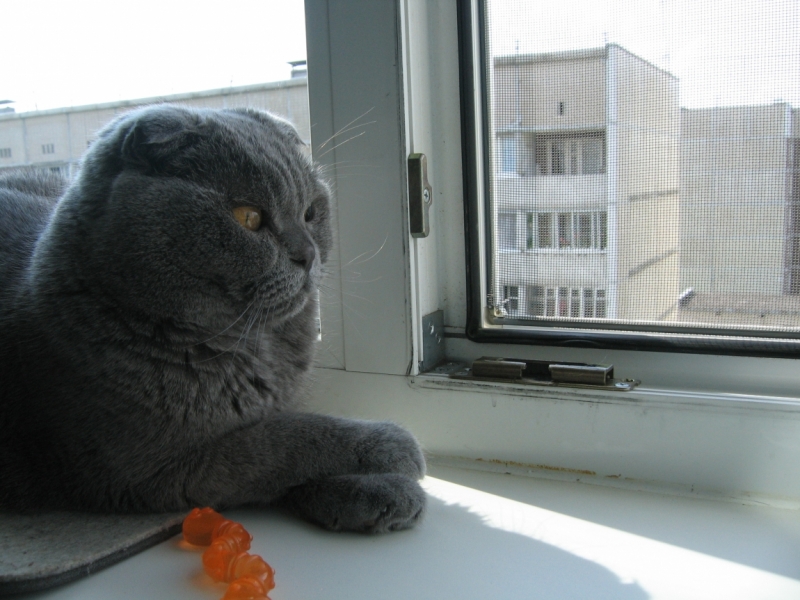 Поговорим о кошках40