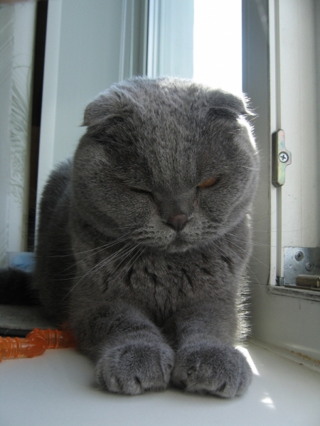 Поговорим о кошках40