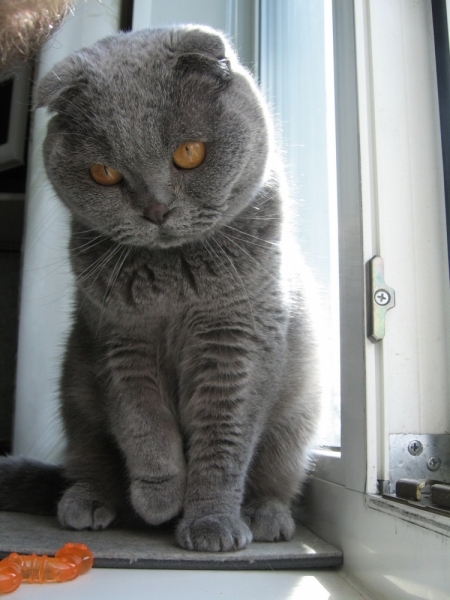 Поговорим о кошках40