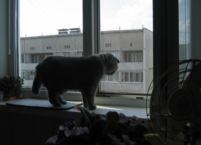 Поговорим о кошках40