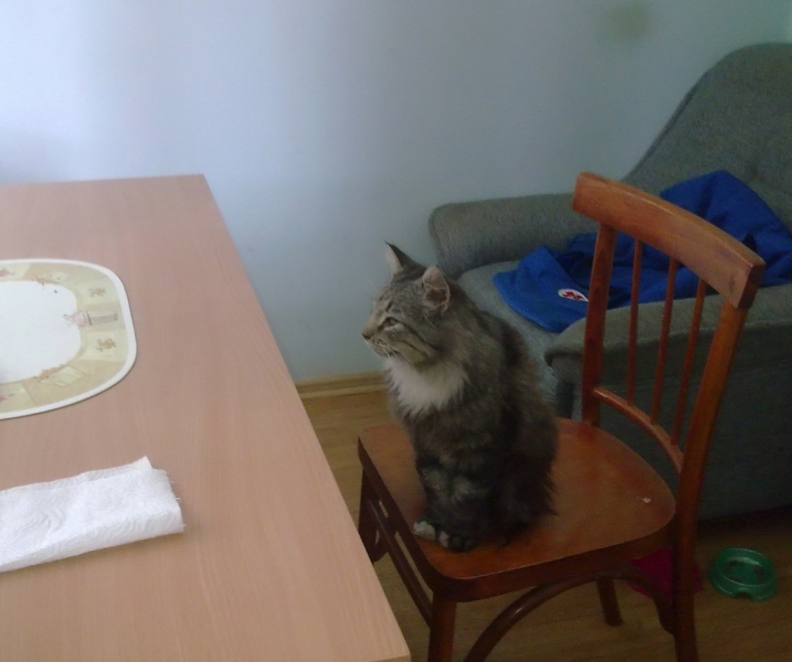 Поговорим о кошках40