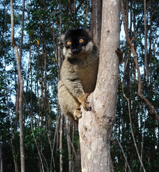Фотографии животного мира
