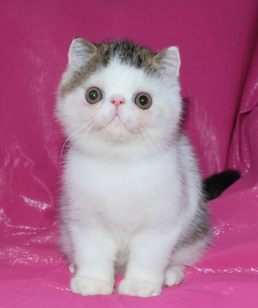 Поговорим о кошках40