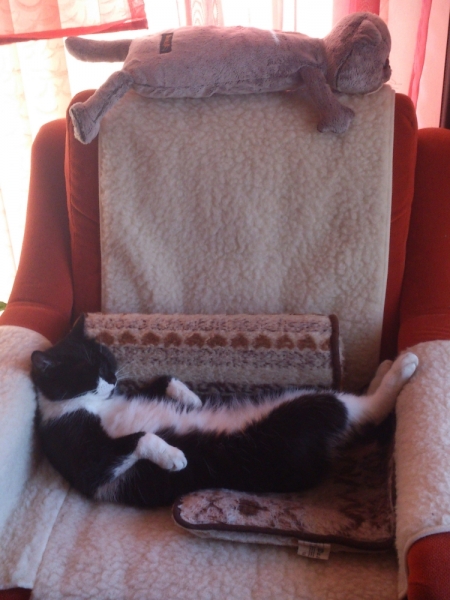 Поговорим о кошках40