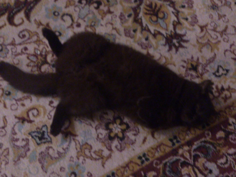 Поговорим о кошках40