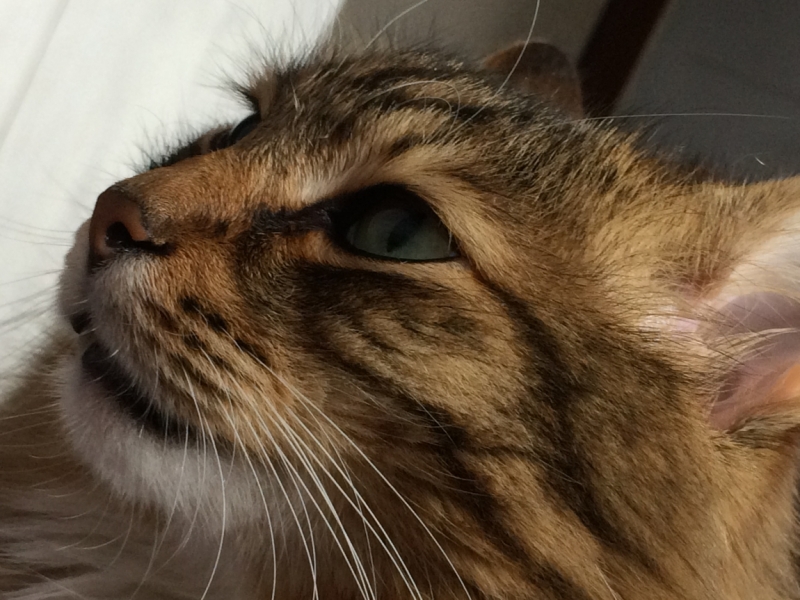 Поговорим о кошках40