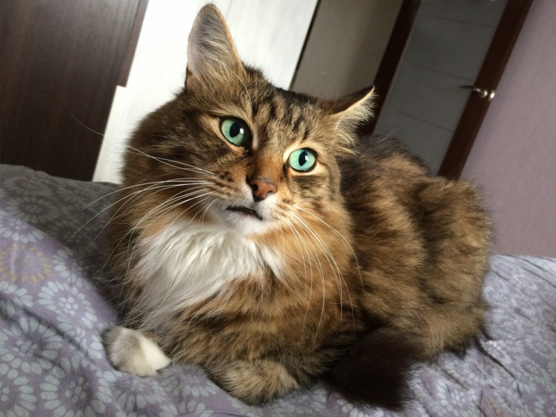 Поговорим о кошках40