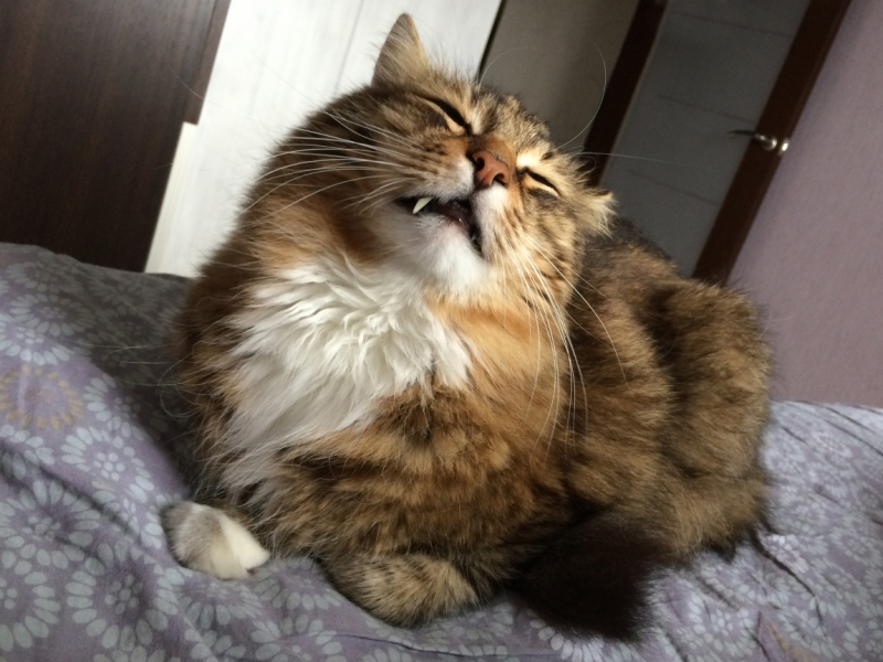 Поговорим о кошках40