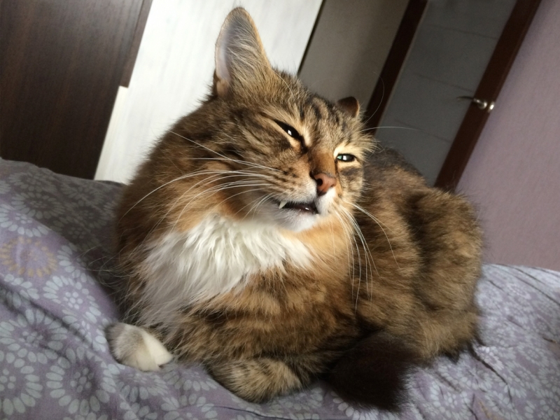 Поговорим о кошках40