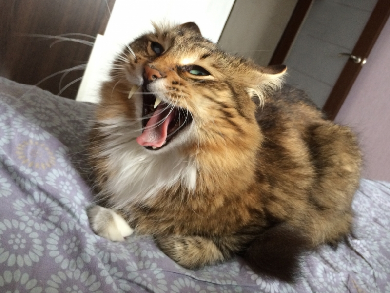 Поговорим о кошках40