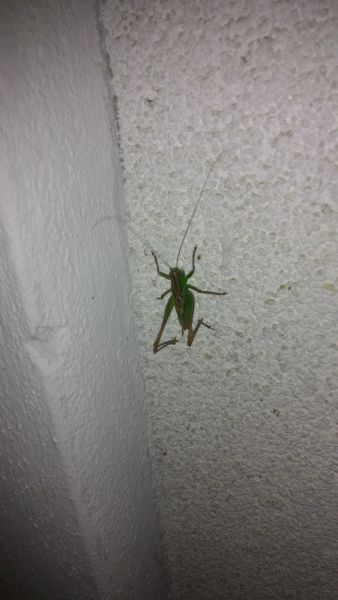 Холодно, теплее, горячо. Москва - Эстония и далее Хорватия. 7 путешествие Поли.