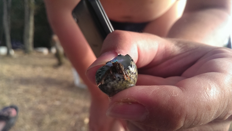 Холодно, теплее, горячо. Москва - Эстония и далее Хорватия. 7 путешествие Поли.