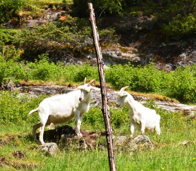 Норвегия сквозь солнечные очки. Водопады, фьорды, озера, ледники. Май-Июнь 2016