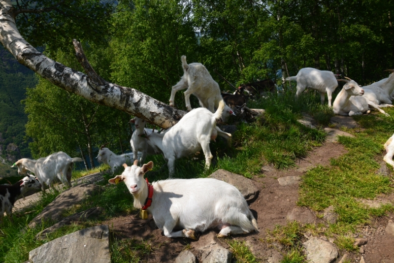 Норвегия сквозь солнечные очки. Водопады, фьорды, озера, ледники. Май-Июнь 2016