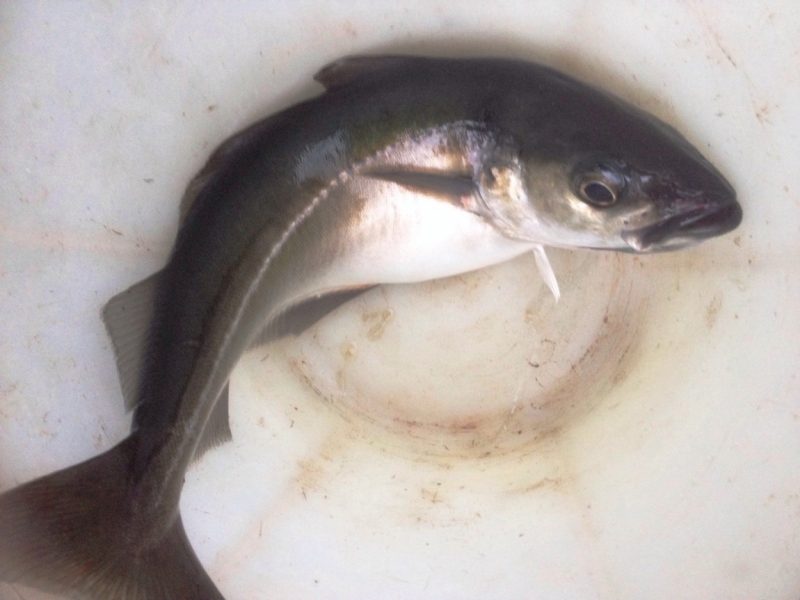 Норвегия сквозь солнечные очки. Водопады, фьорды, озера, ледники. Май-Июнь 2016