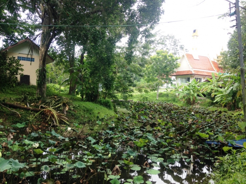 Медленно и с наслаждением: Панган со второго захода + Бангкок (онлайн, август 2016)