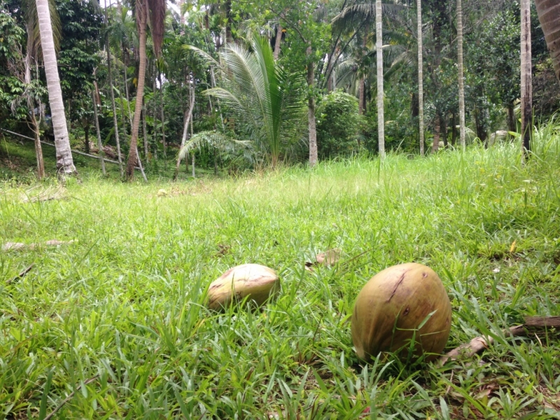 Медленно и с наслаждением: Панган со второго захода + Бангкок (онлайн, август 2016)