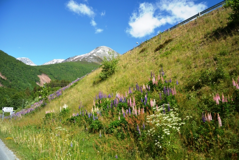 Норвегия сквозь солнечные очки. Водопады, фьорды, озера, ледники. Май-Июнь 2016