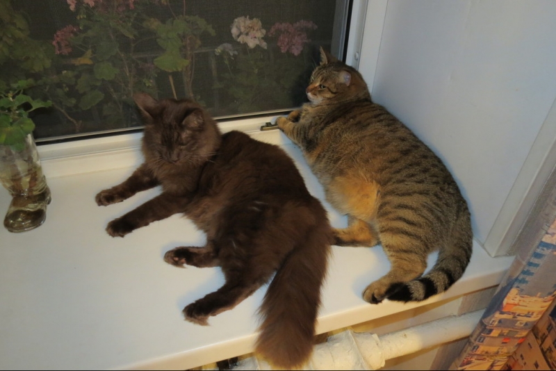 Поговорим о кошках40