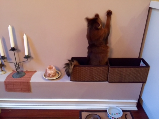 Поговорим о кошках40