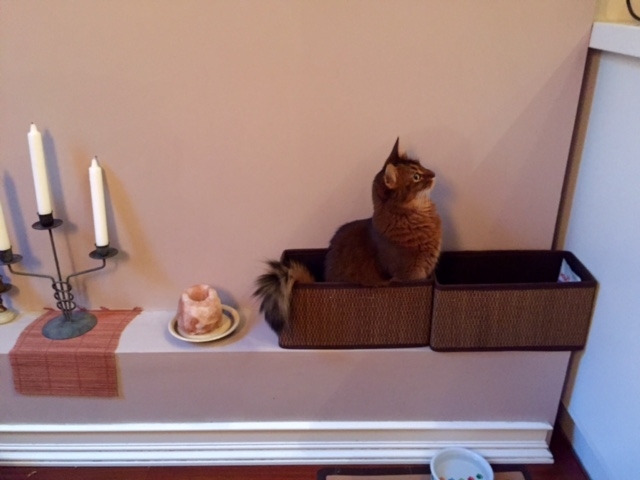 Поговорим о кошках40