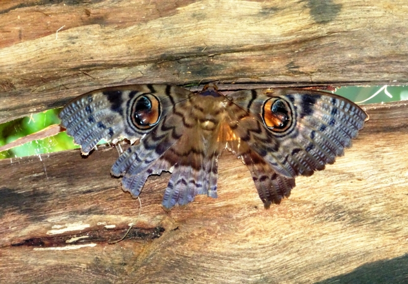 Фотографии животного мира